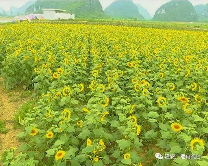 【推荐】五一隆安人旅游好去处! 风景秀丽人人向往还不堵车!