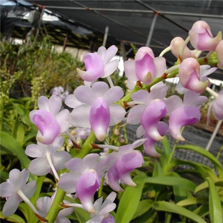 香花指甲兰香花指甲兰的茎和多花指甲兰,扇唇指甲兰一样是粗大健壮的