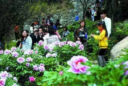 伊川赏花预报: 鸡冠洞高山牡丹园早开品种渐次开放