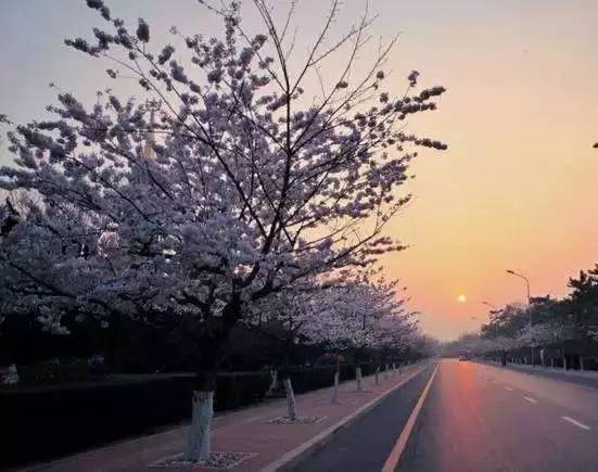 太阳沟樱花大道