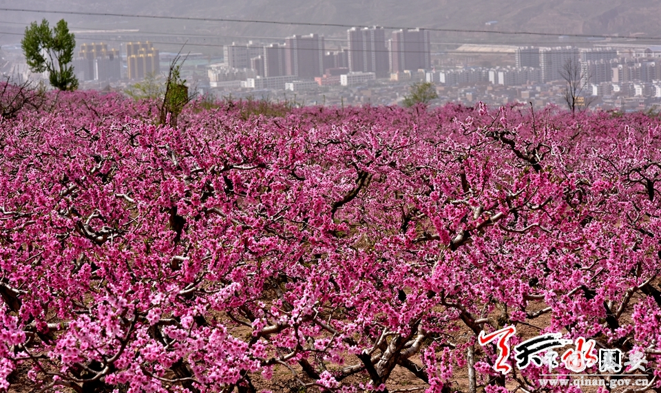 【秦安桃花会"中国桃乡"秦安赏花正当时