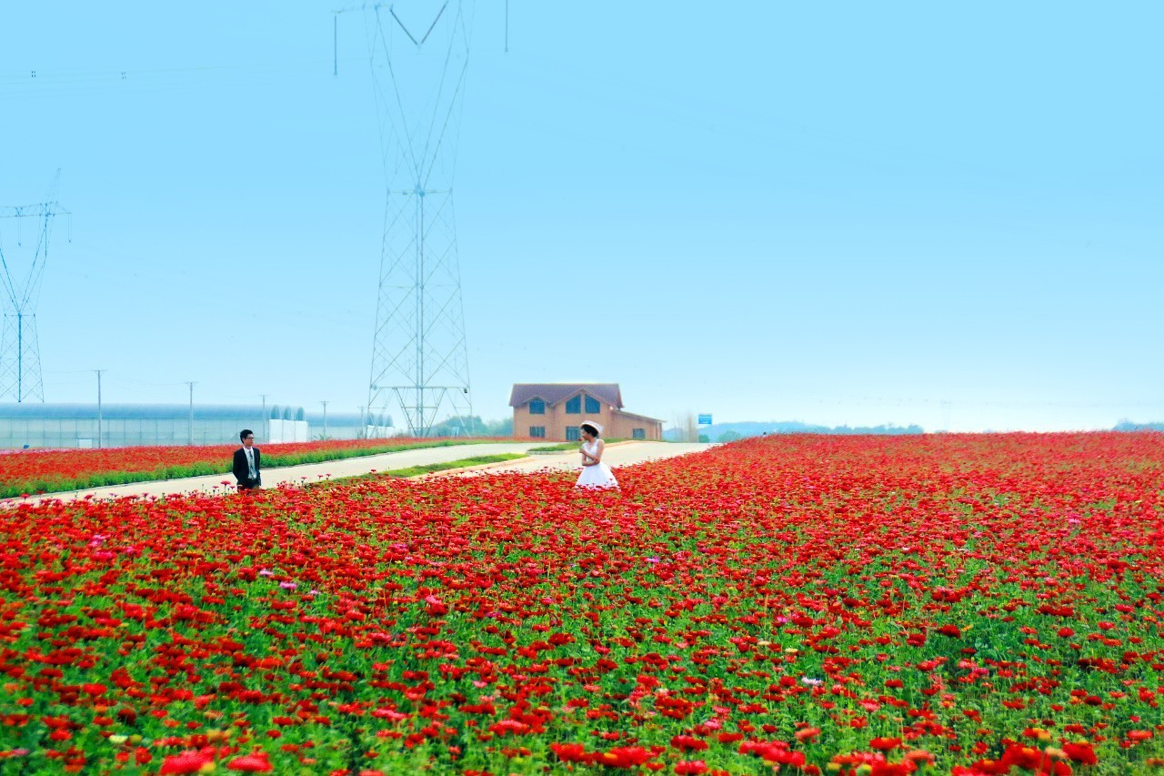 图为:位于梁子湖大道赏花景观线的武汉花卉博览园景色
