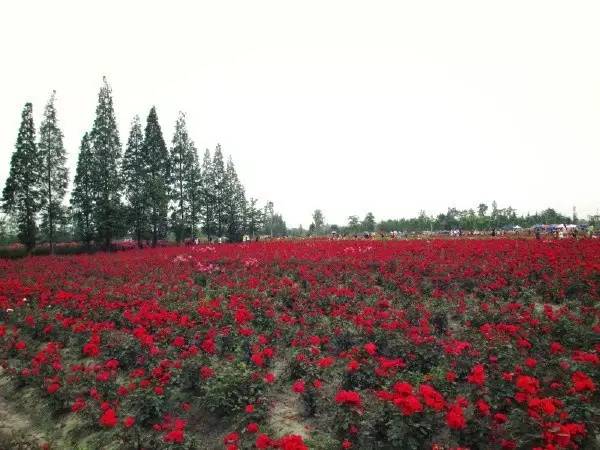 南阳人刷爆了——花样谢庄,玫瑰有约旅游文化节盛大开幕!