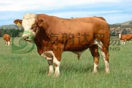 但由于西门塔尔牛产乳量高,产肉性能也并不比专门化肉牛品种差,役用
