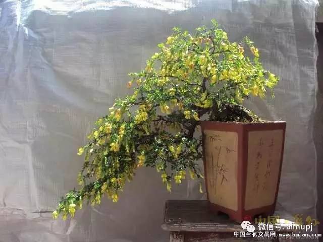 叶小 花特 果美 杆异的金盆景雀盆你了解多少?