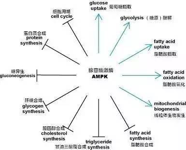 amp kinase (ampk) 腺苷酸激酶