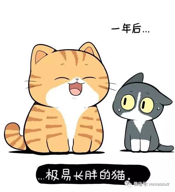 一只橘猫的野心