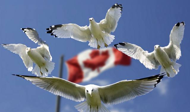 独家揭秘2017年加拿大曼省投资移民新政走向
