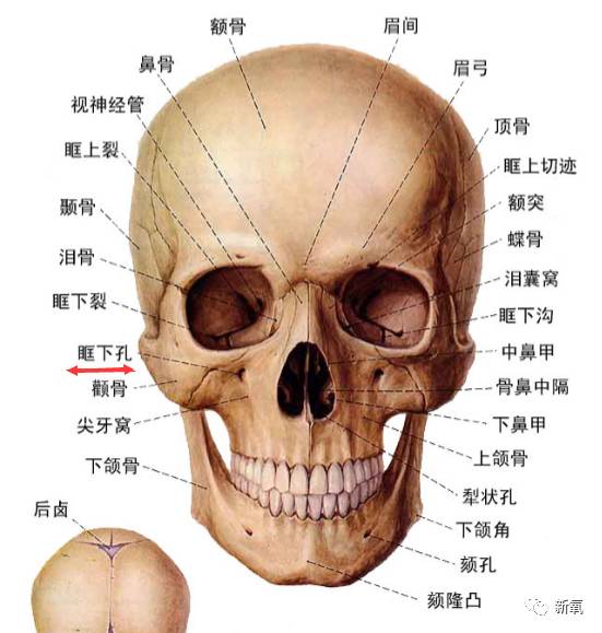 正常人的中面部骨骼是这样的.
