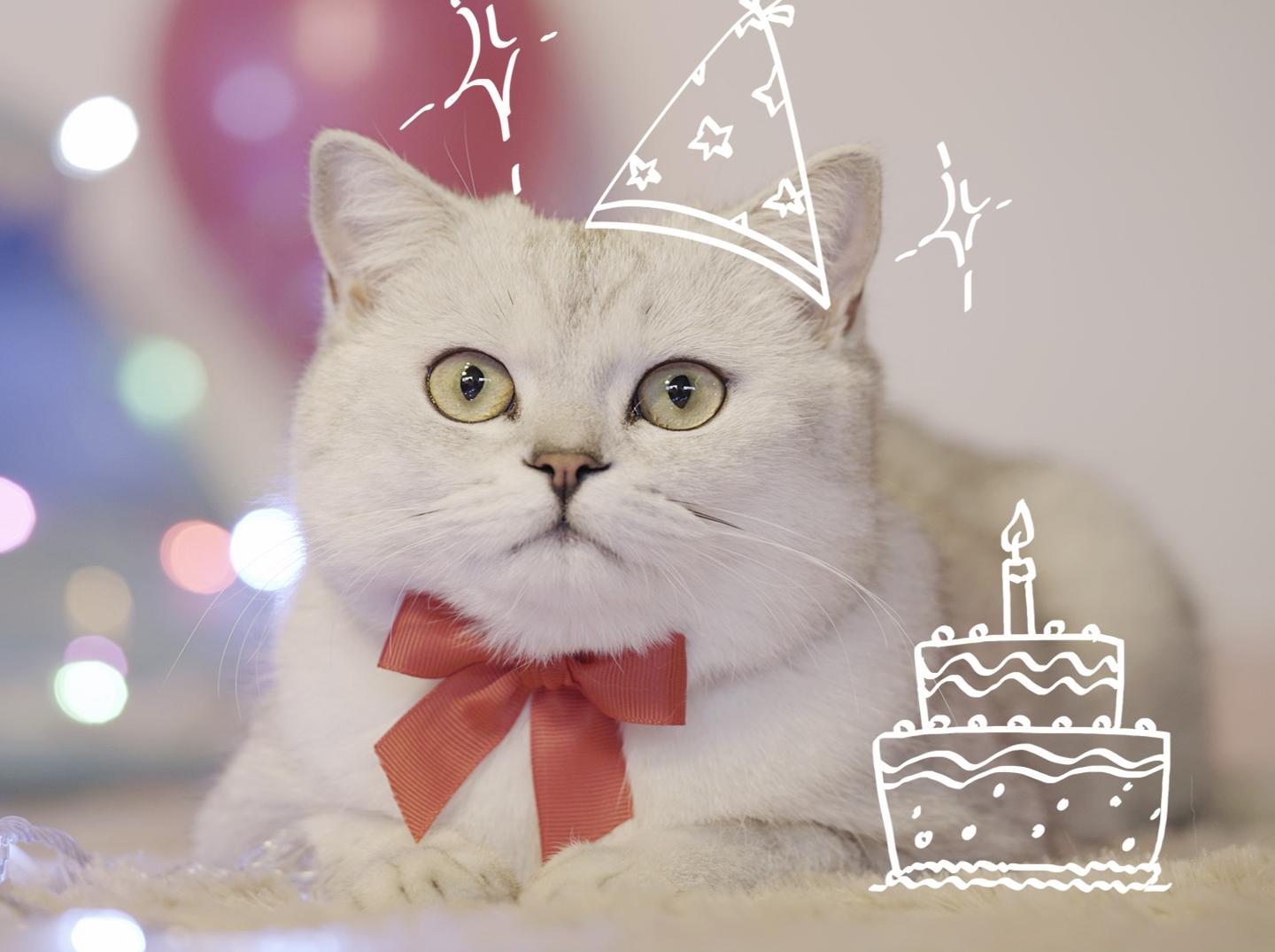 20张超好笑【生日蛋糕猫】梗图！快来看看网友们的搞笑创作！