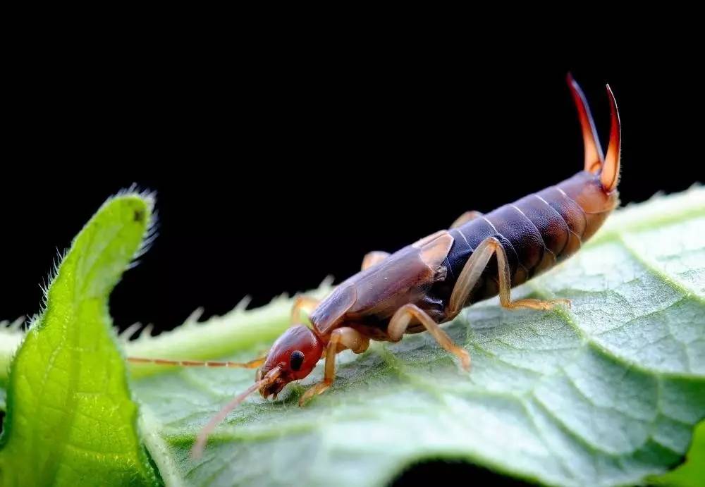 隐 翅 虫 相比于只生活在植被间的蜱虫,隐翅虫更是顽强.