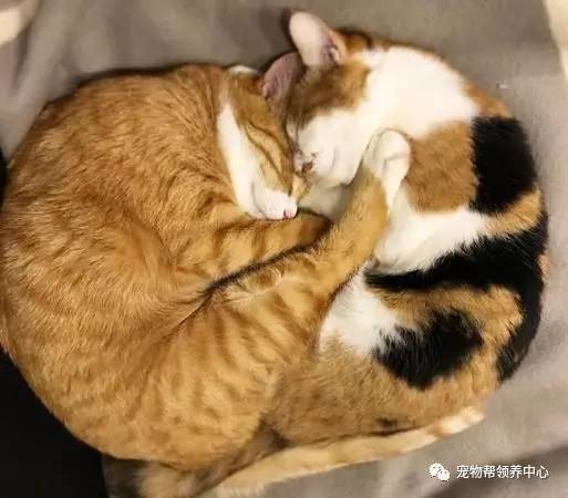 猫哈气