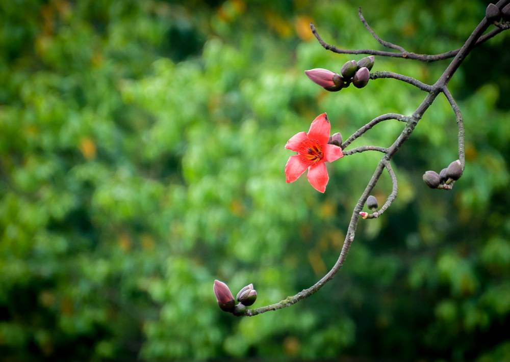 花·时间|不错过每个花满枝桠