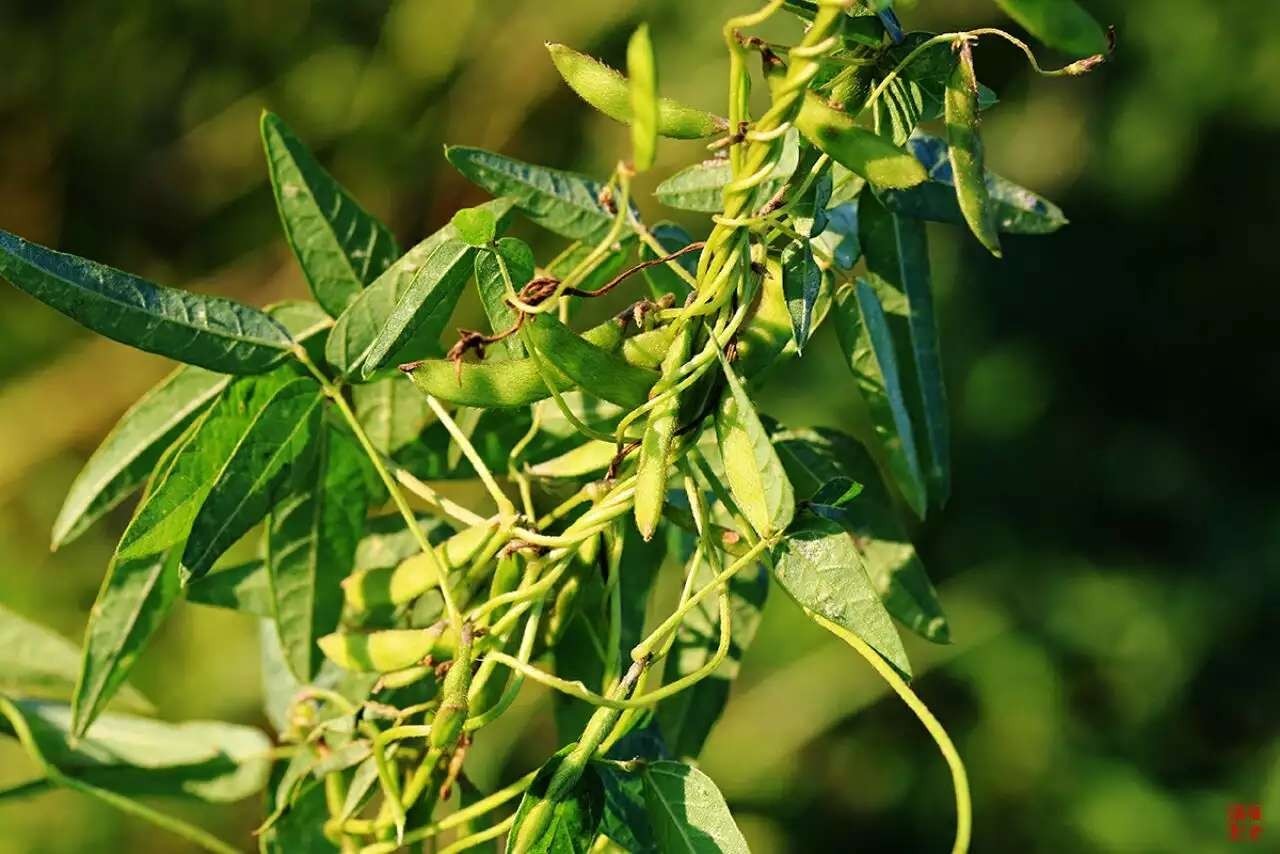 一种大豆5分之4吨能榨油2分之1吨,请问每吨大豆能榨油