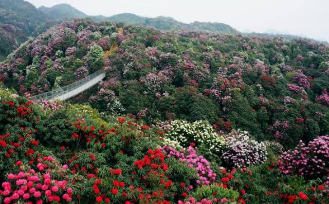 毕节市常住人口分布_毕节市地图(3)