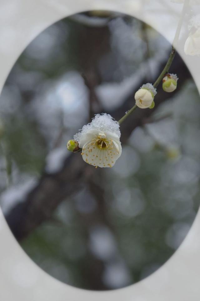 迎春花简谱_迎春花简谱歌谱(3)