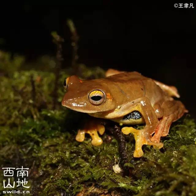 双斑树蛙的背面颜色和斑纹变异颇大,常有变色,多为绿色,蓝色,灰蓝色