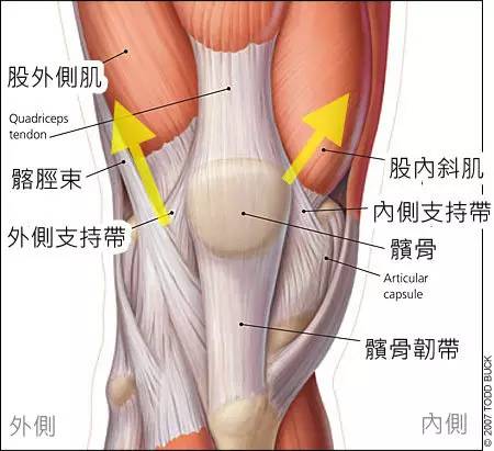 髌骨高清图