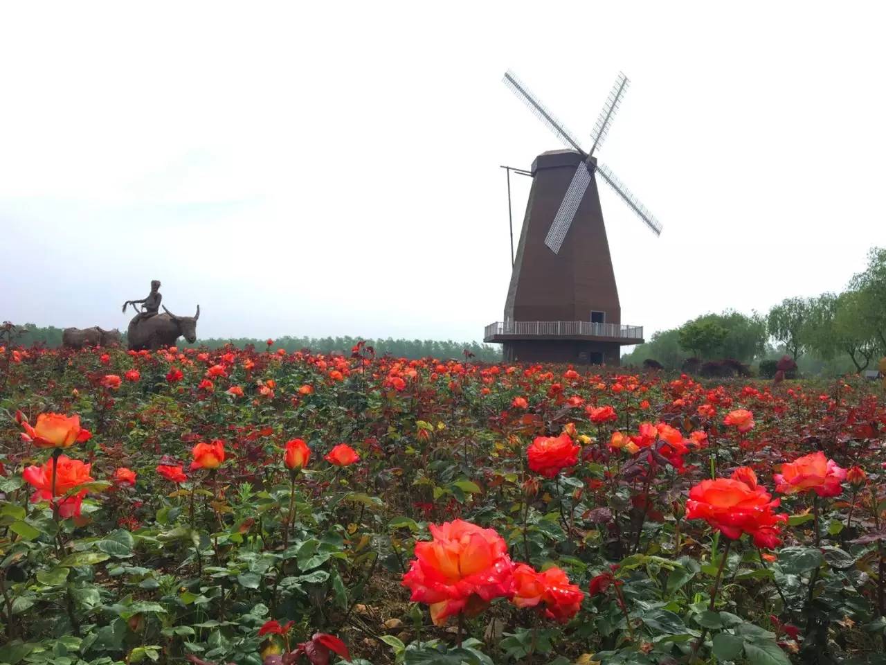 这段时间,玉环漩门湾国家湿地公园景观花田里的月季花竞相吐艳.