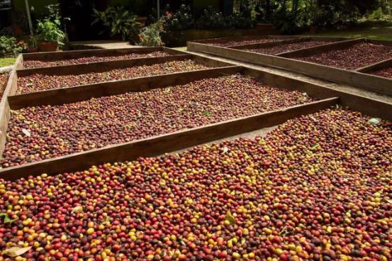 西部非洲为利比里亚种咖啡的原产地,因其风味较差又不耐叶锈病,故仅