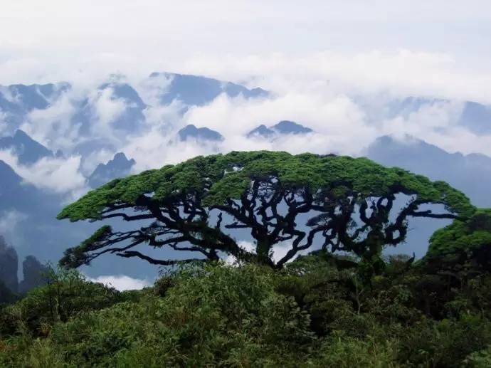 每年5月中旬广西金秀圣堂山的几万亩杜鹃花将竞相绽放 与朝霞相伴,和