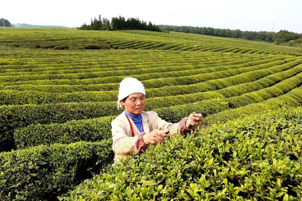 茶农采摘雨前茶