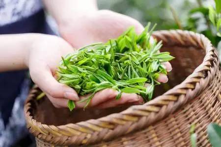 【谷雨】全民饮茶日:停下来,喝杯茶吧