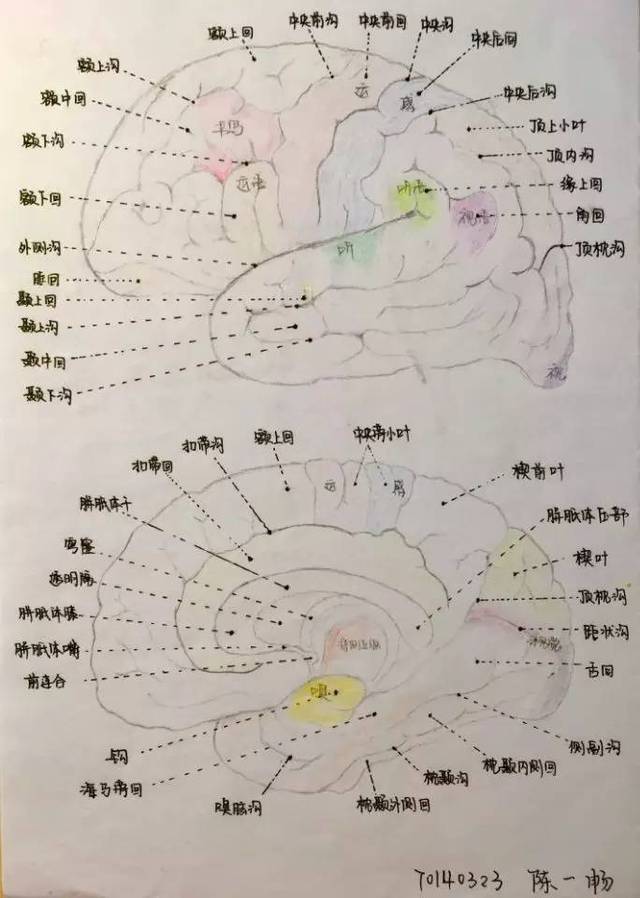 侧面观(外侧,内侧) 70140323陈一畅 心花怒放 70151117张泽洋 骨解剖