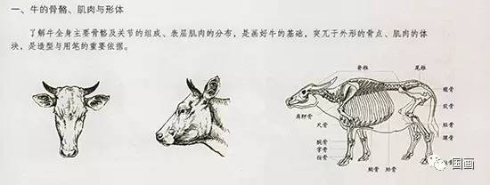 一, 先来了解一下牛的骨骼,肌肉与形体结构   在中国国画的绘画