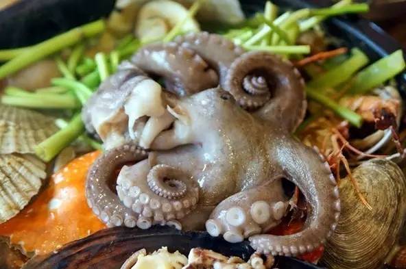 cn正版图片 鲜活的短爪章鱼在盐水中汆烫半熟,拌入韩式辣酱以及大葱