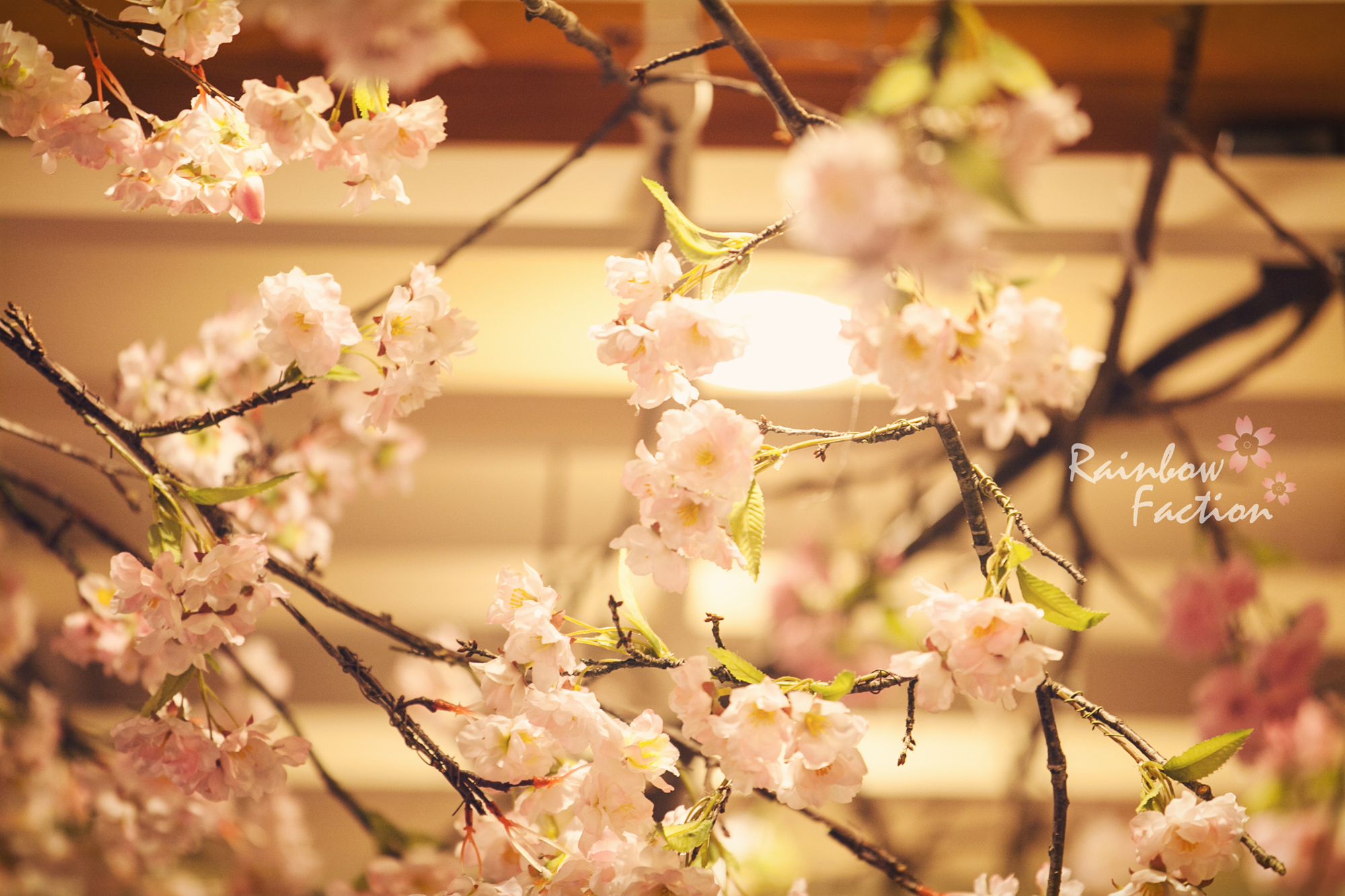 四月物语 · 樱花のtokyo