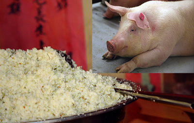 豆渣饲料喂猪轻轻松松赚钱