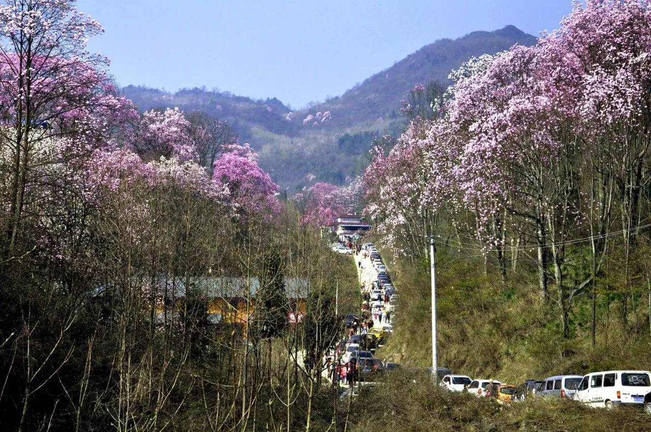 如果你还没来得及去吴家后山看辛夷花,那赶紧看这里