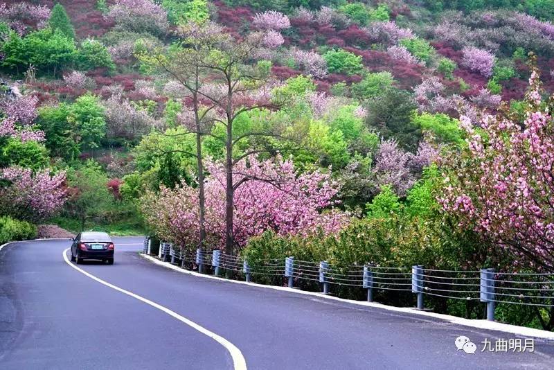 航拍:巍巍四明山·樱花烂漫时