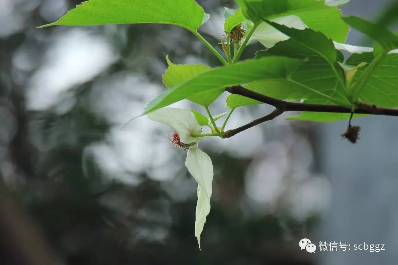 国宝"中国鸽子树—珙桐首次在华南植物园开花