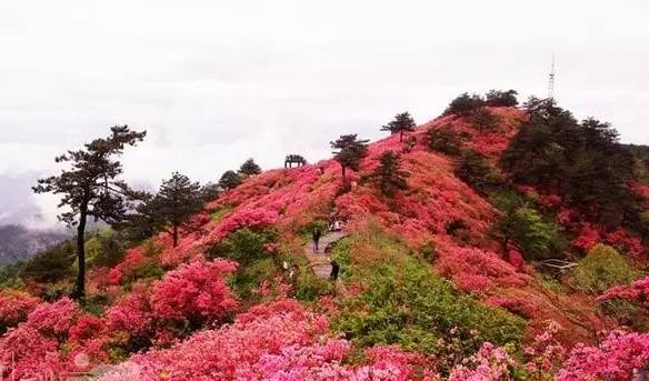 每年5月中旬广西金秀圣堂山的几万亩杜鹃花将竞相绽放 与朝霞相伴,和