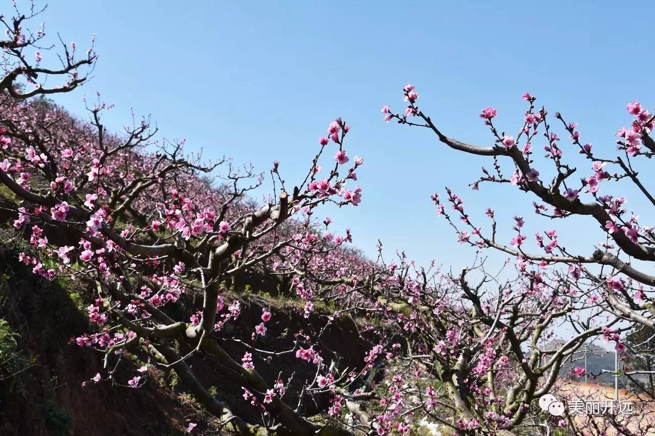 开远有个"花果村,春夏秋冬都有惊喜