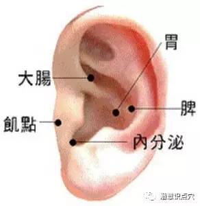 其它 正文 耳朵上的 胃反射区位于耳轮脚消失的地方(见下图.