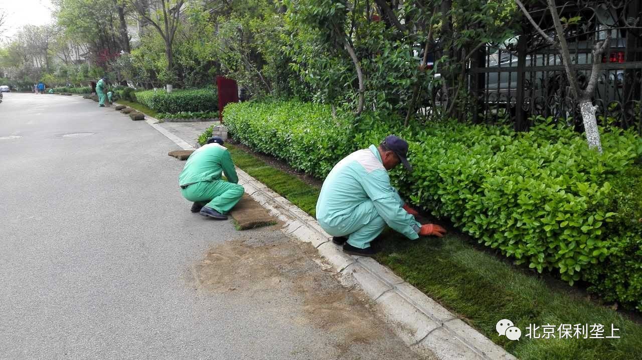 我们在行动-勤劳可爱的绿化工人