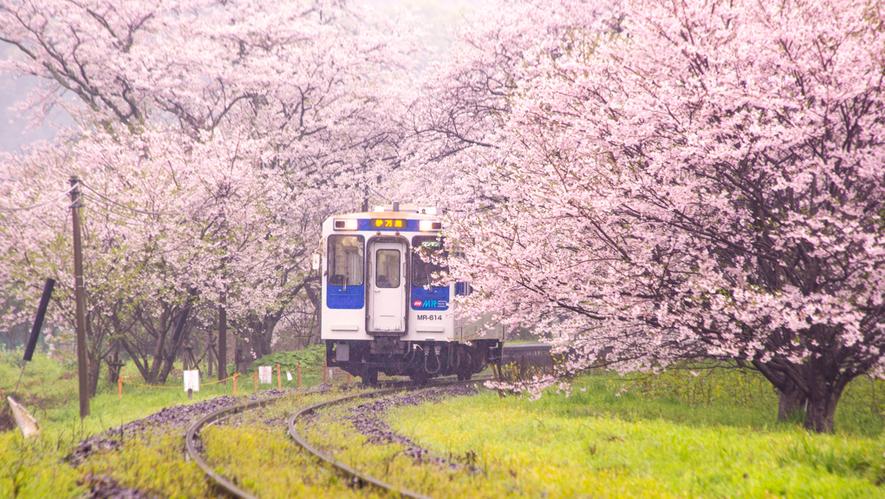 日本有一辆开往春天的列车,从樱花隧道中穿越而来