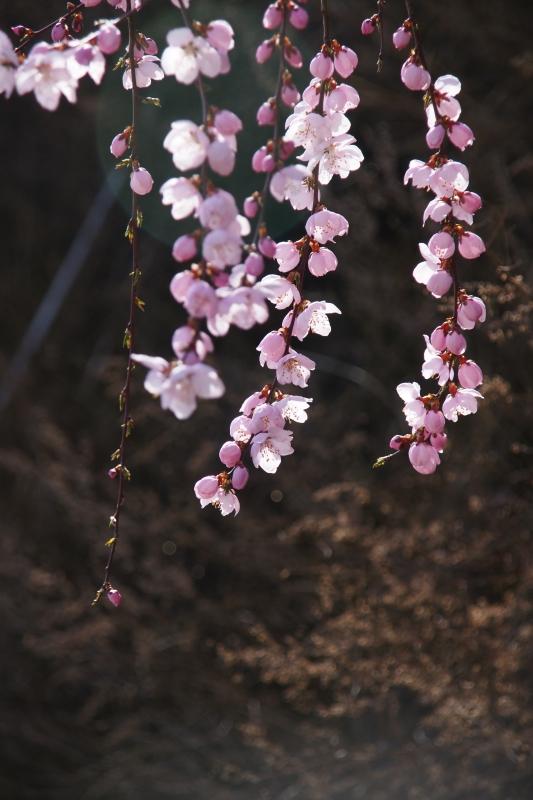 崆峒山桃花 徐振华 摄