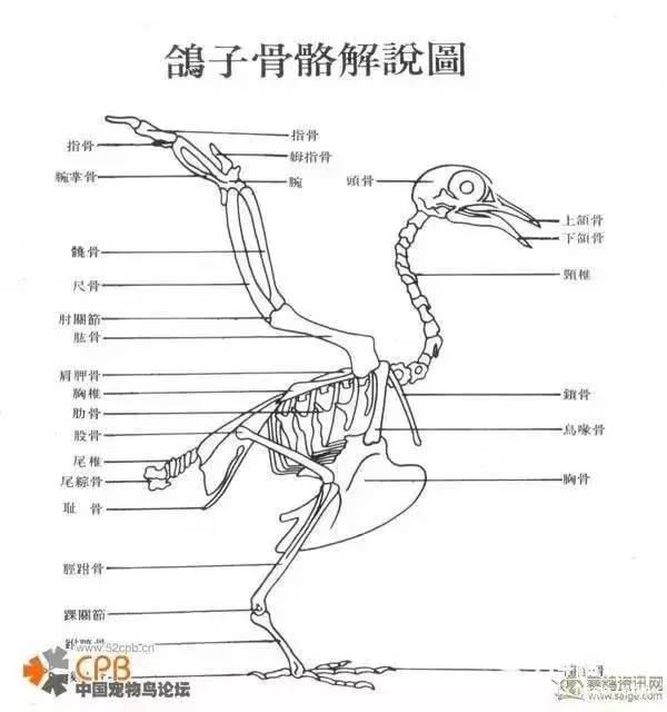 史上最全信鸽鉴赏资料,没有之一!