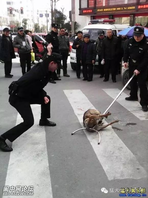 要了他的狗就是要了他的命流浪汉眼睁睁看着爱犬狗被警察打死