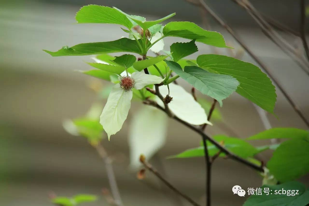 国宝"中国鸽子树—珙桐首次在华南植物园开花