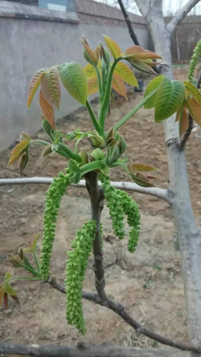 又到一年春暖核桃花开时,它的花却被做菜吃掉了!