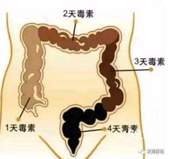 权健内衣功效与作用_权健巢美蓝莓片功效(3)