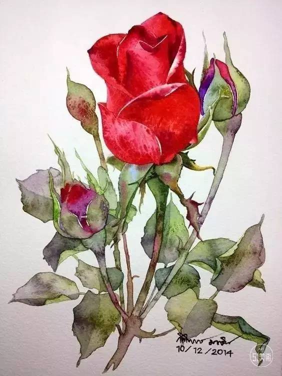 油画画玫瑰用水粉画玫瑰用彩铅画玫瑰也永远画不厌是女生永远的主题