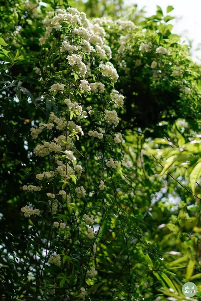 木香花湿雨沉沉(外一篇)|物候