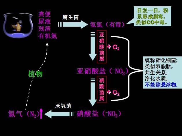 养鱼应不应该放硝化细菌怎么投放呢