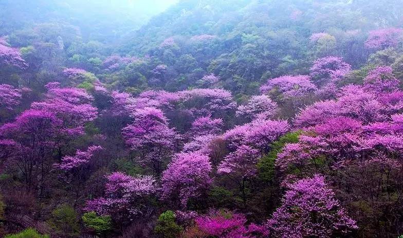 如果你想看看满山的艳丽花海